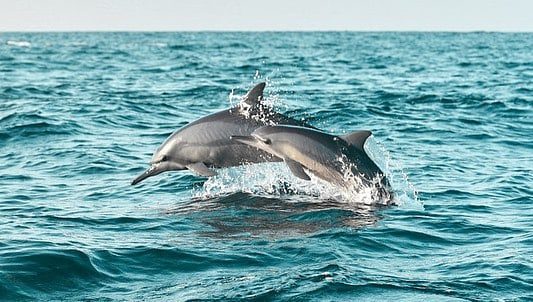 Dolphin Teluk Kiluan Repost by @fahmimahfuzh